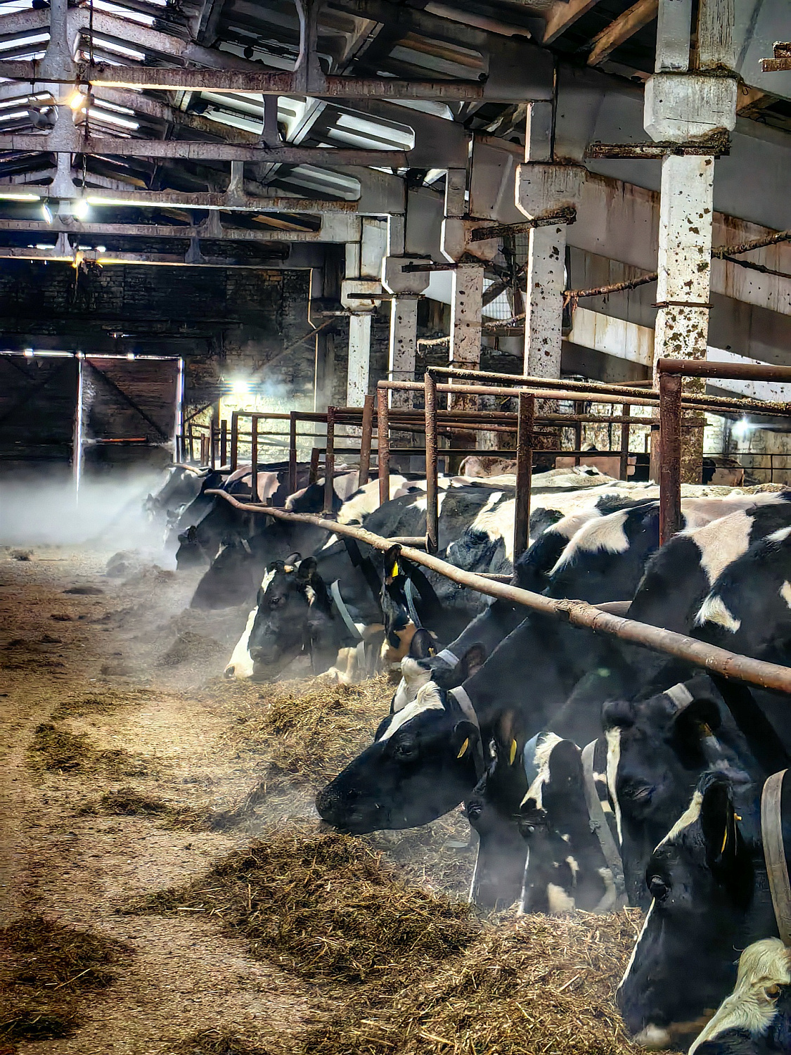 Водник в гостях у наших коровок