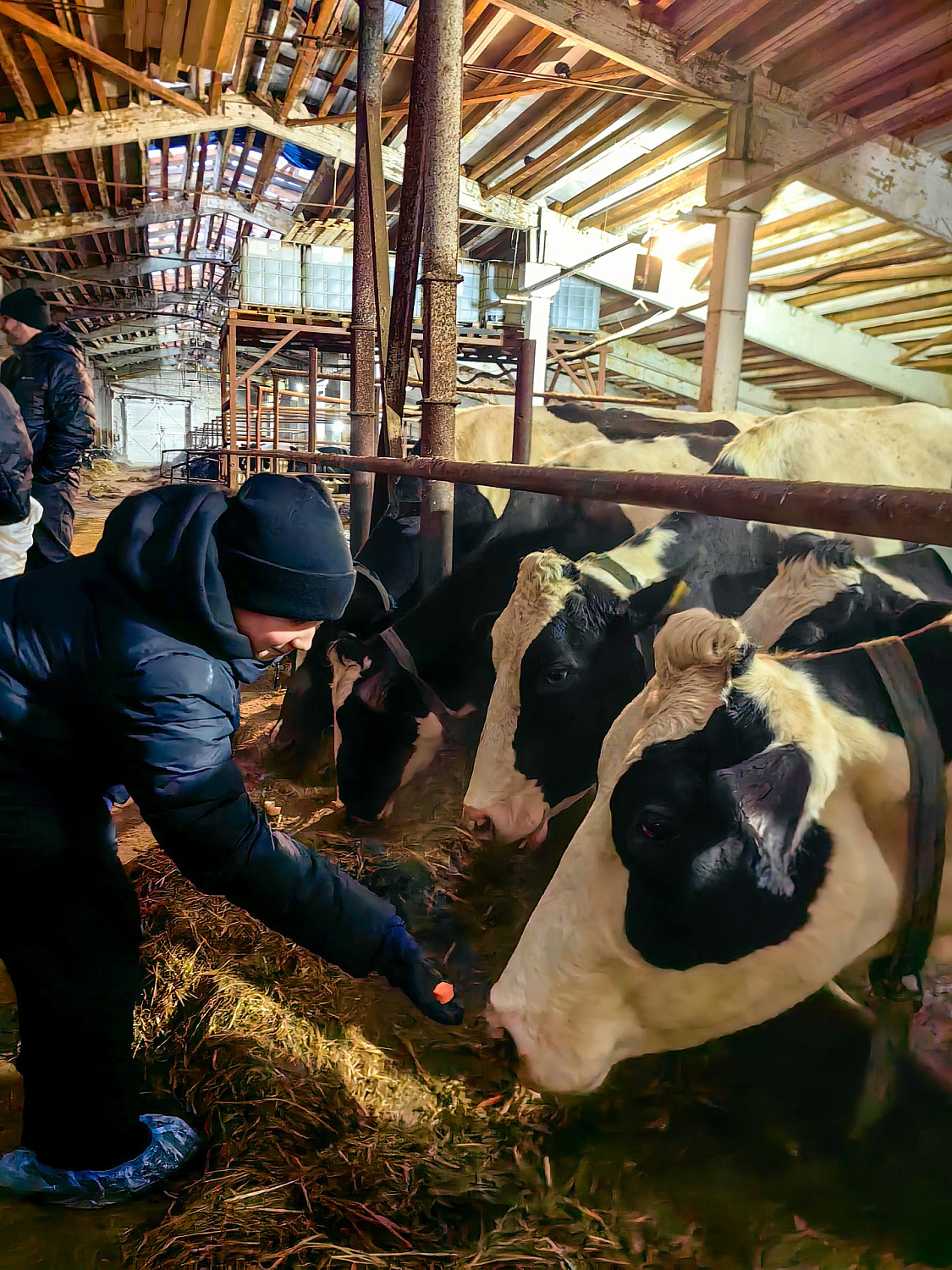 Водник в гостях у наших коровок